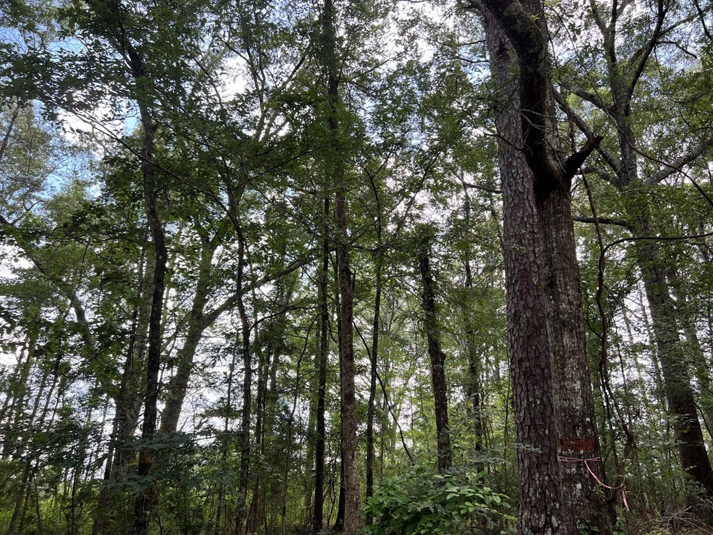 Land for Sale in Amite County, MS