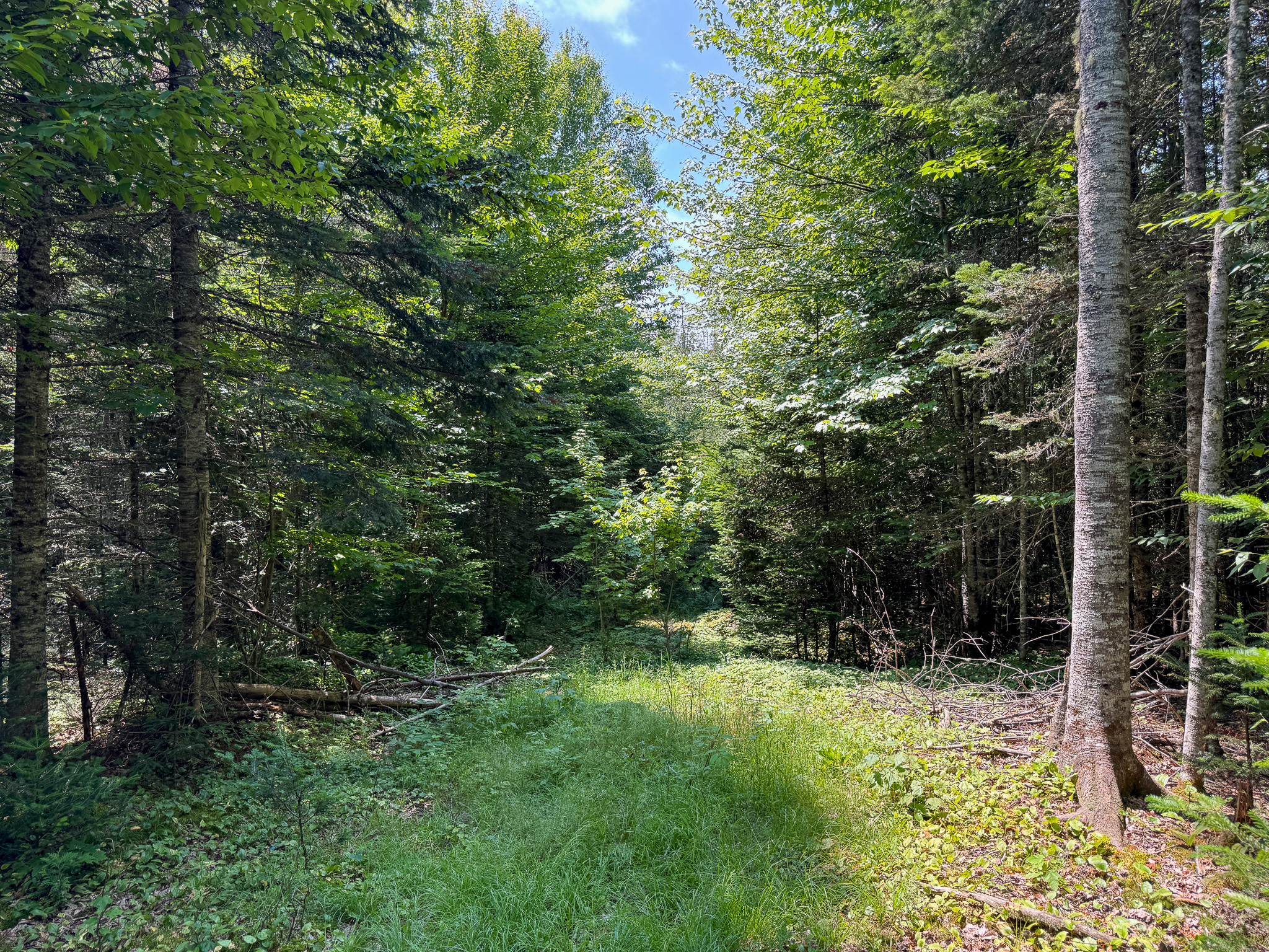 Maine Hunting and Recreational Timberland for Sale | 152± Acres in Carroll Plantation