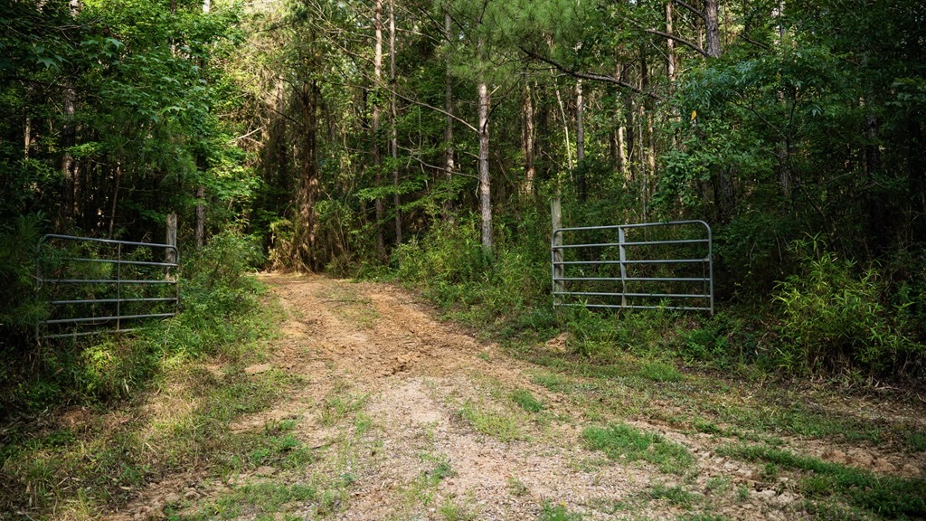 Hunting Land in Woodville, MS – 125 Acres for Sale