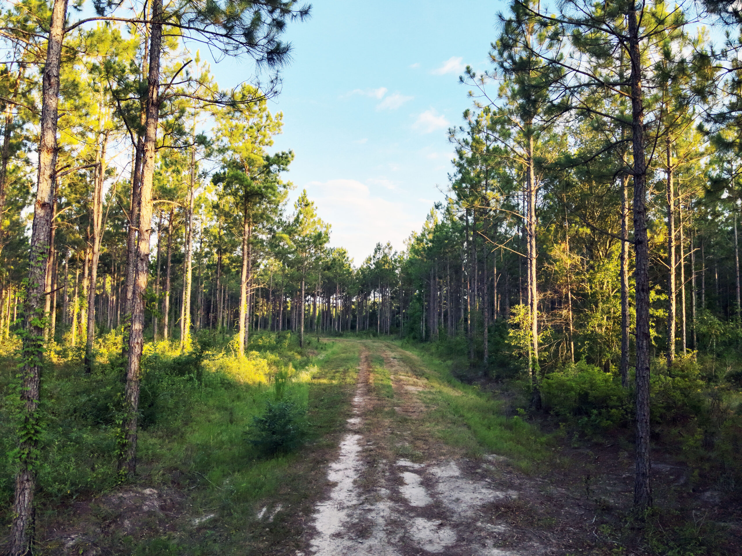 Recreational and hunting paradise located just outside Vada, GA in Decatur County