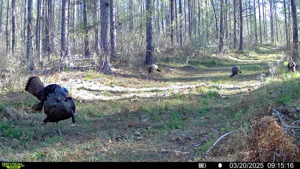 Amite County Hunting Land – The Winding 41
