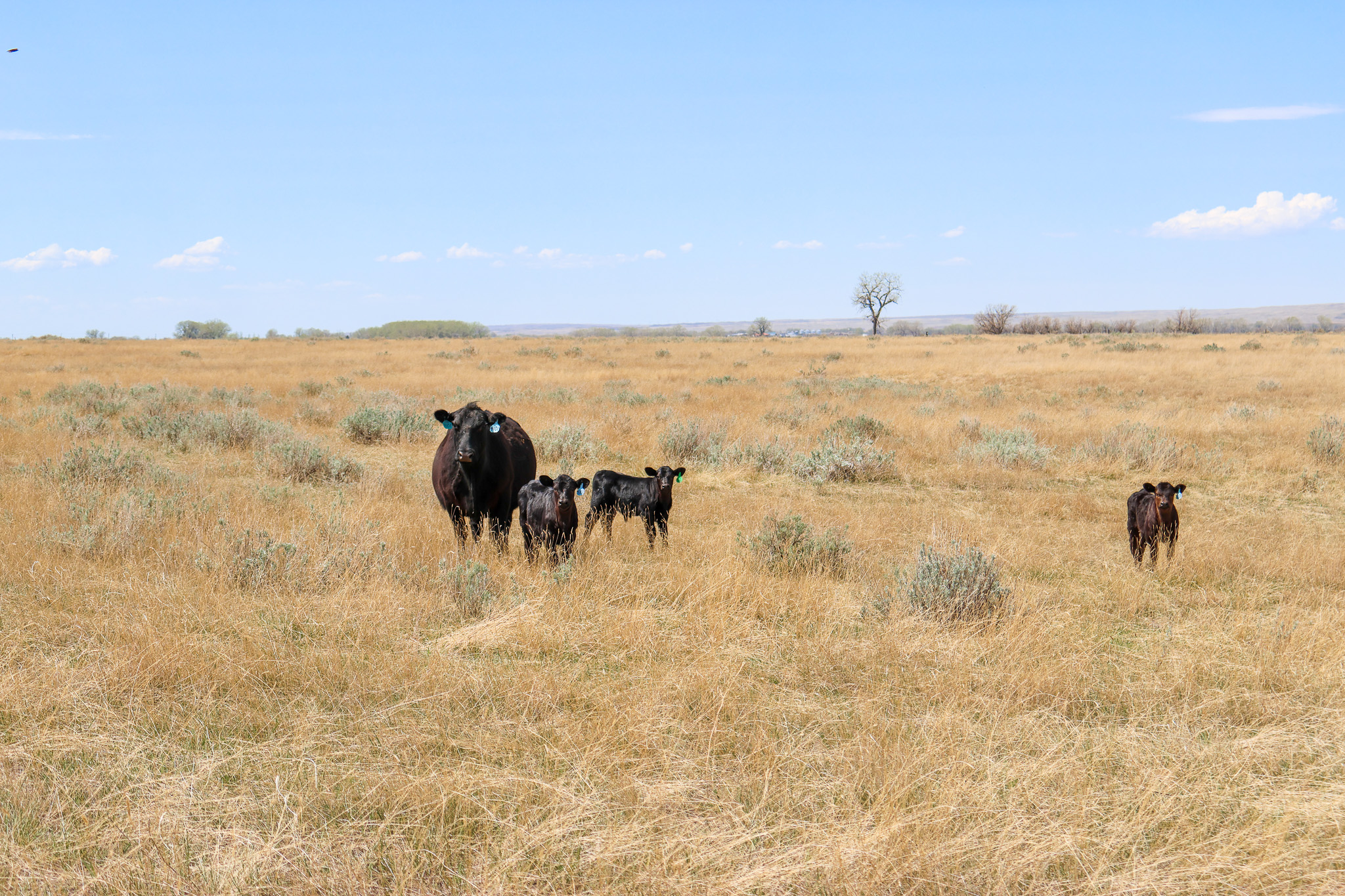East Malta Irrigated Farm & Ranch – The Hould Property