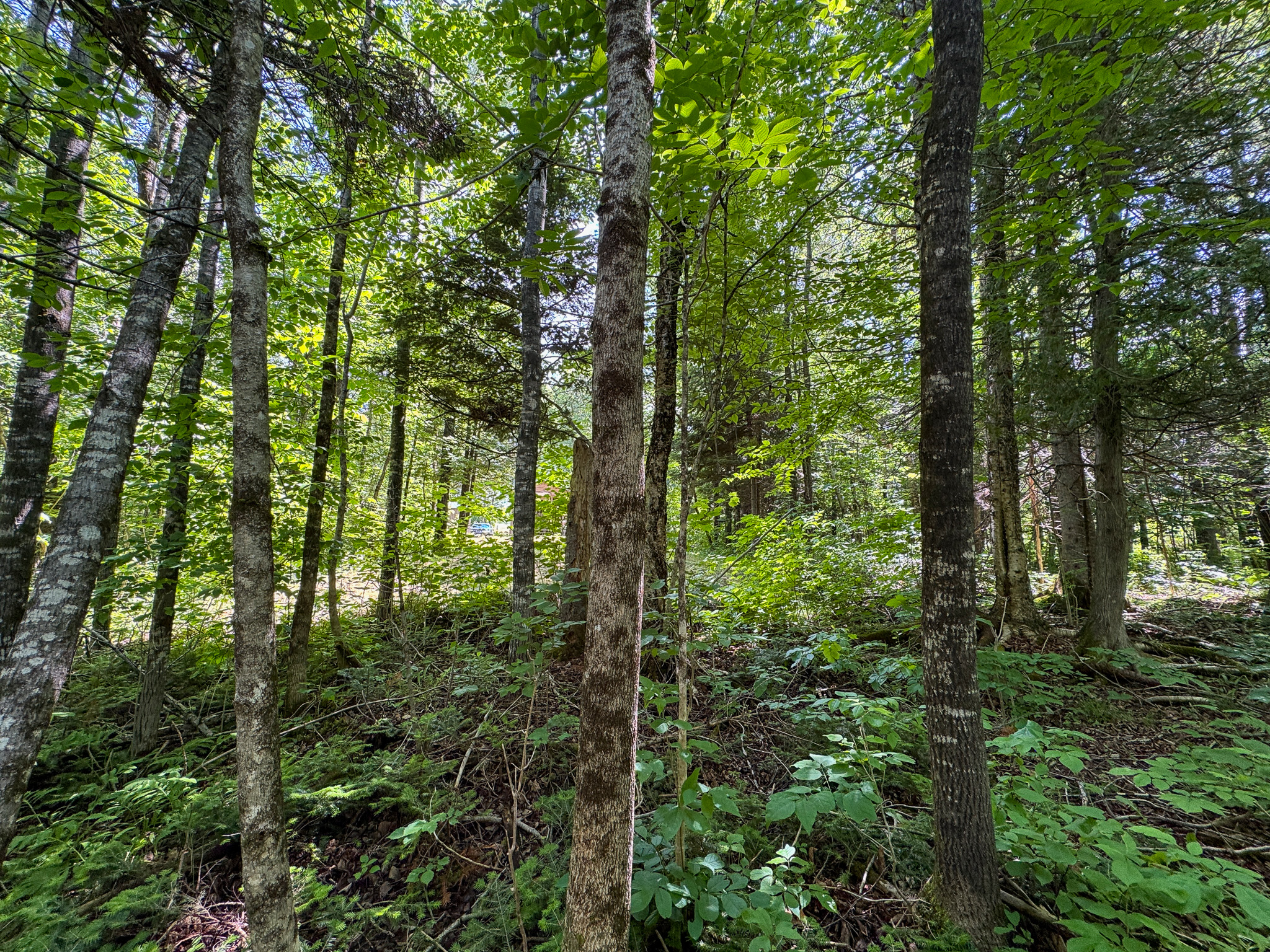Private Cabin Retreat on 20 Acres with Stream Frontage