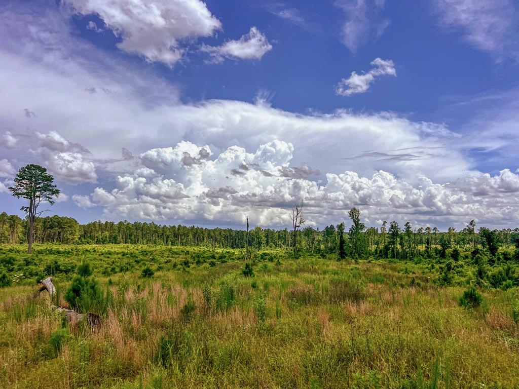 Land for Sale in Amite County, MS