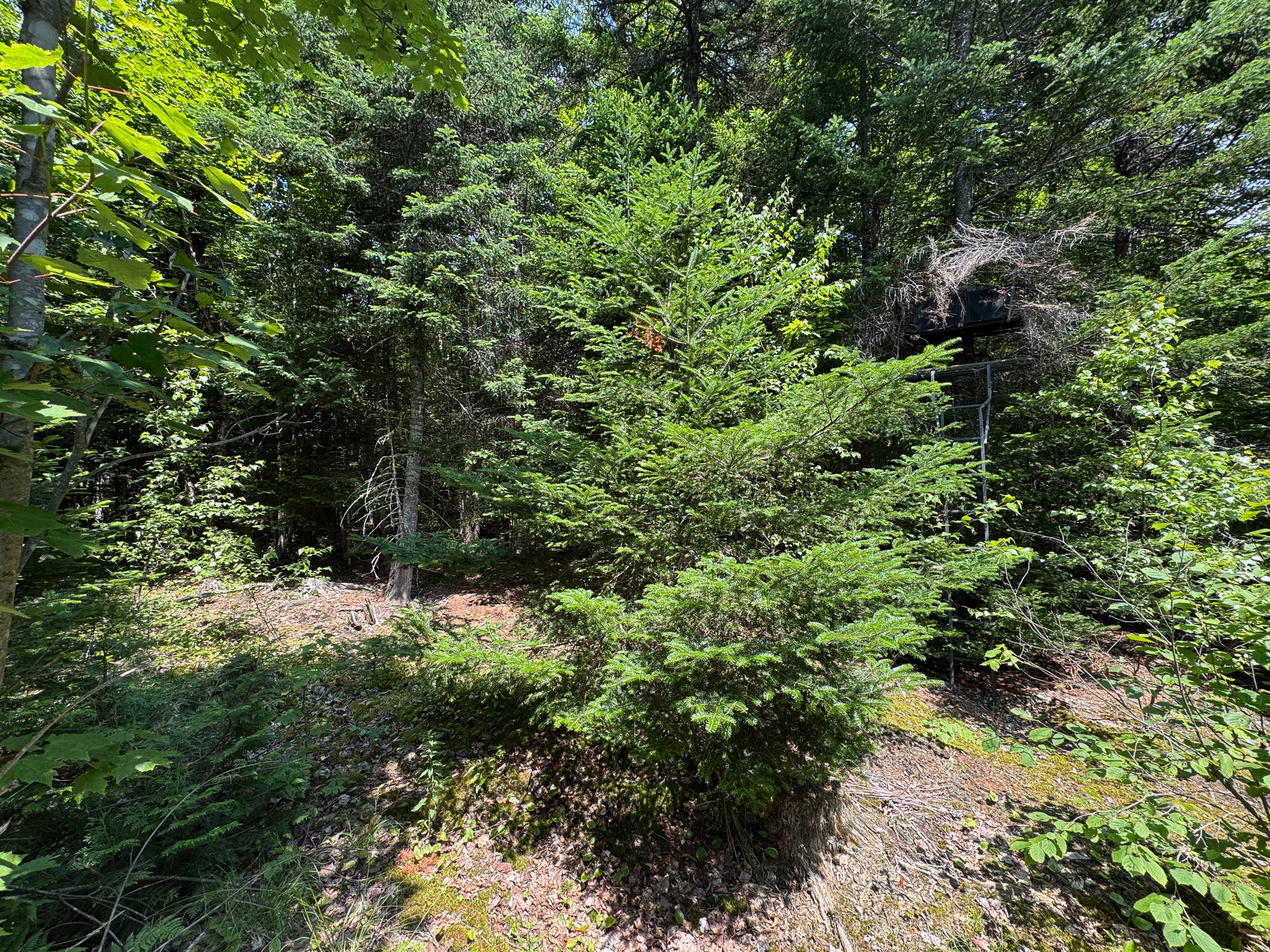Maine Hunting and Recreational Timberland for Sale | 152± Acres in Carroll Plantation