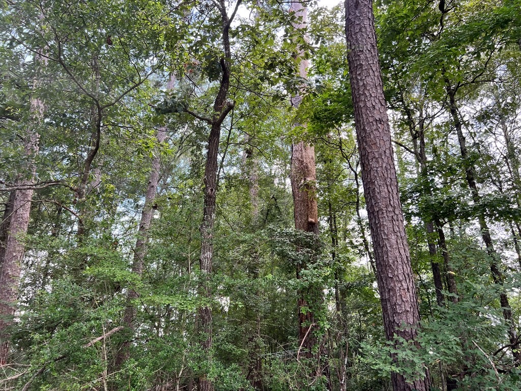 Land for Sale in Amite County, MS