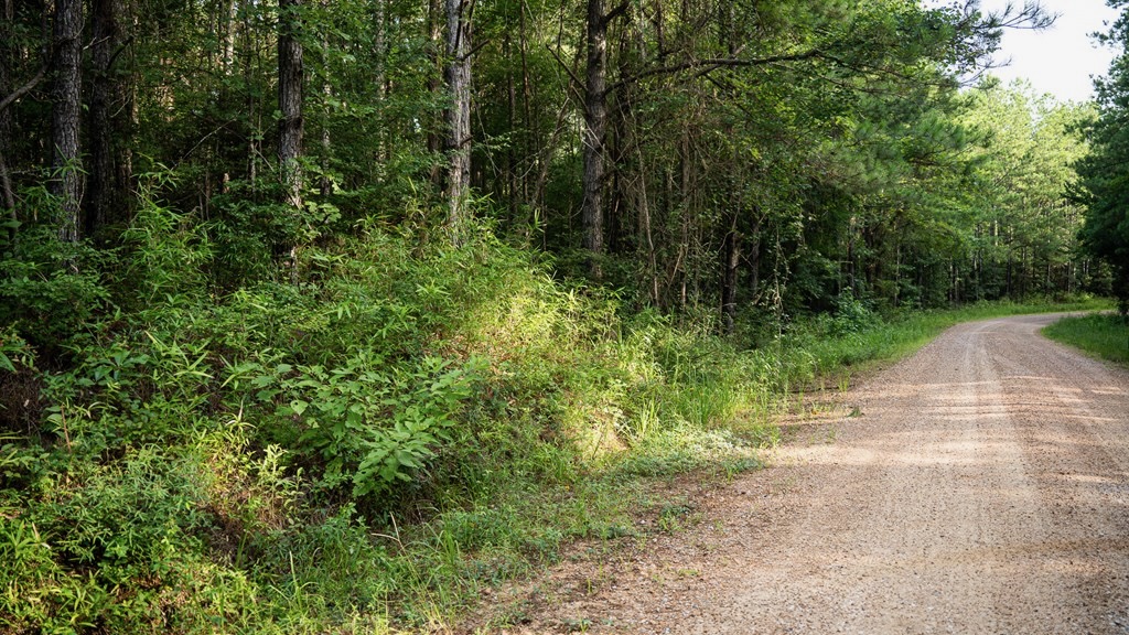 Hunting Land in Woodville, MS – 125 Acres for Sale
