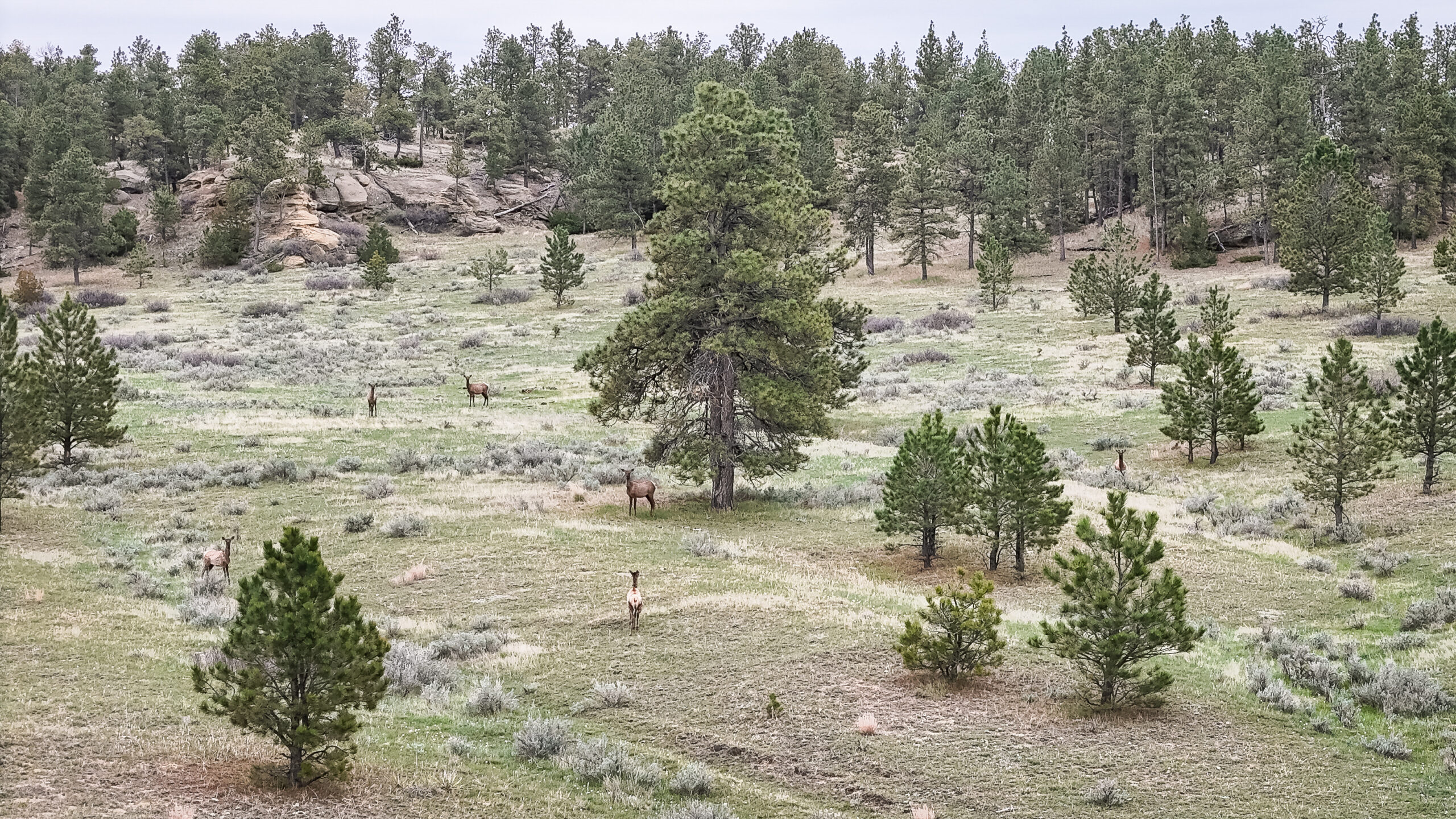 Windancer Ranch | | Custer, Montana