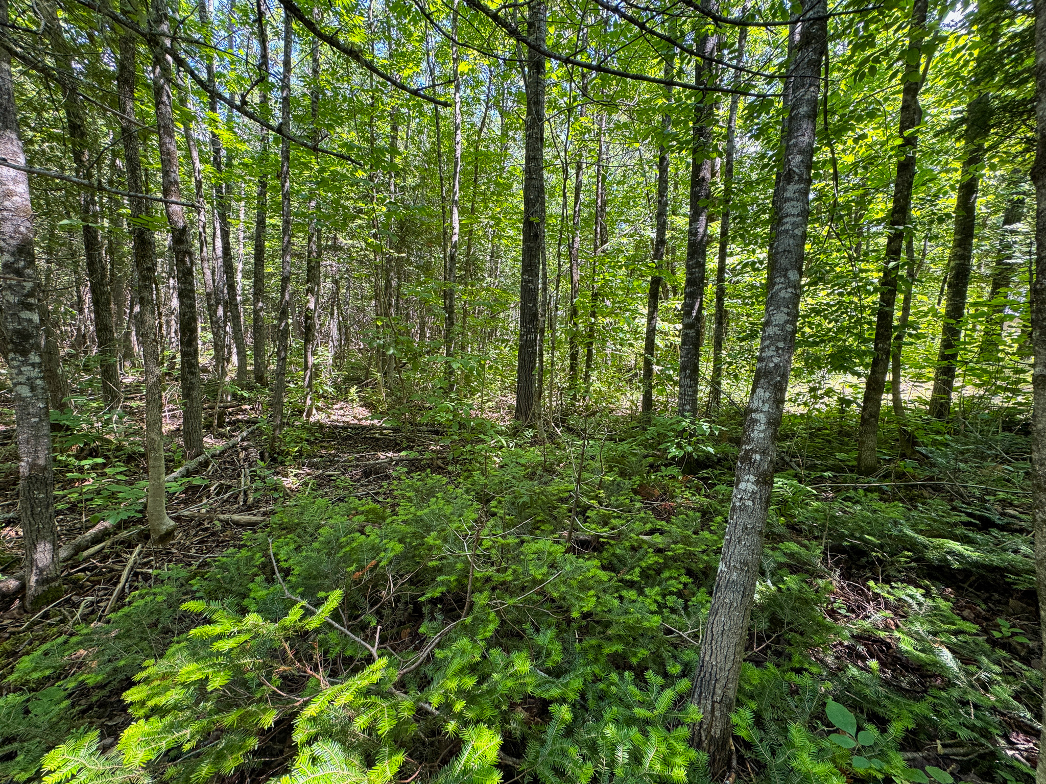 Private Cabin Retreat on 20 Acres with Stream Frontage