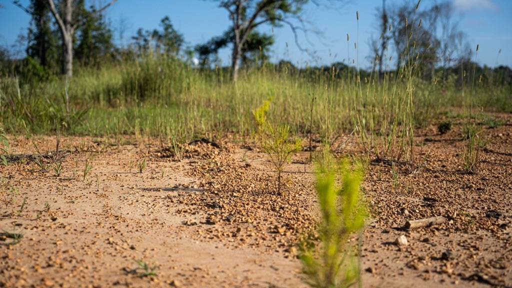 Gloster MS Hunting & Investment Land for Sale – 84 Acres
