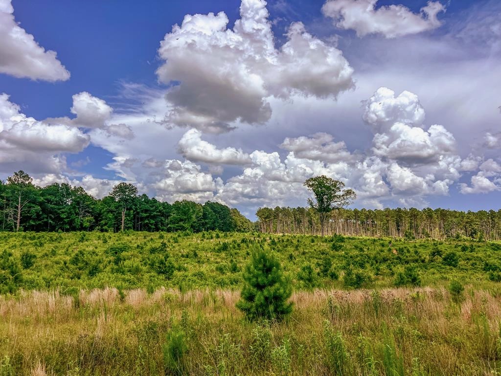 Land for Sale in Amite County, MS