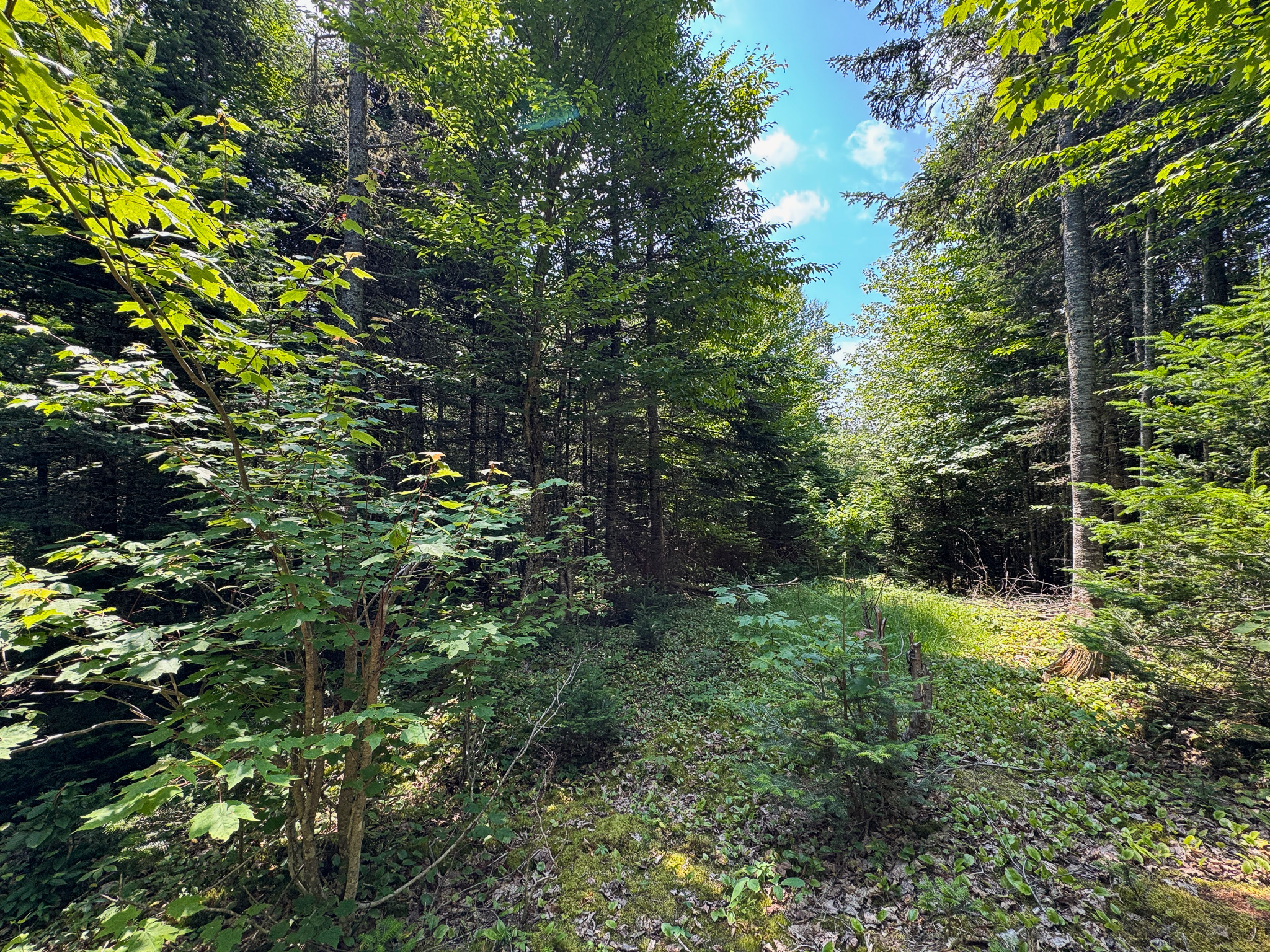 Maine Hunting and Recreational Timberland for Sale | 152± Acres in Carroll Plantation