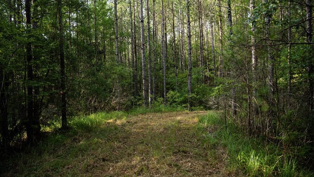 Hunting Land in Woodville, MS – 125 Acres for Sale