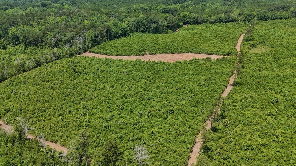 Small Hunting Tract FOR SALE in Amite County, MS