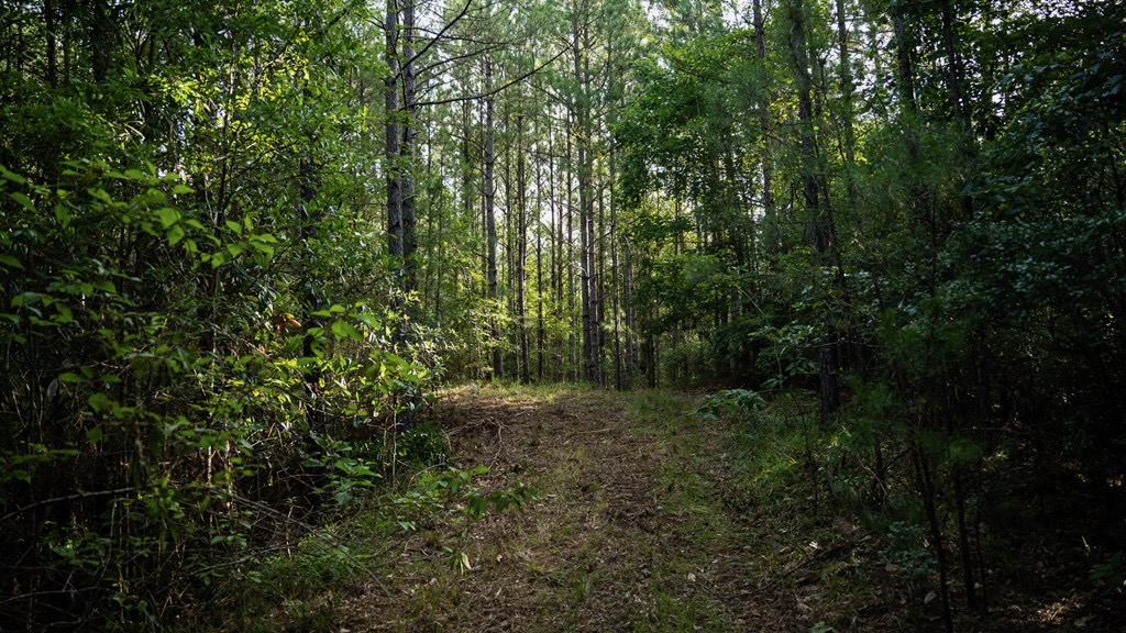 Hunting Land in Woodville, MS – 125 Acres for Sale