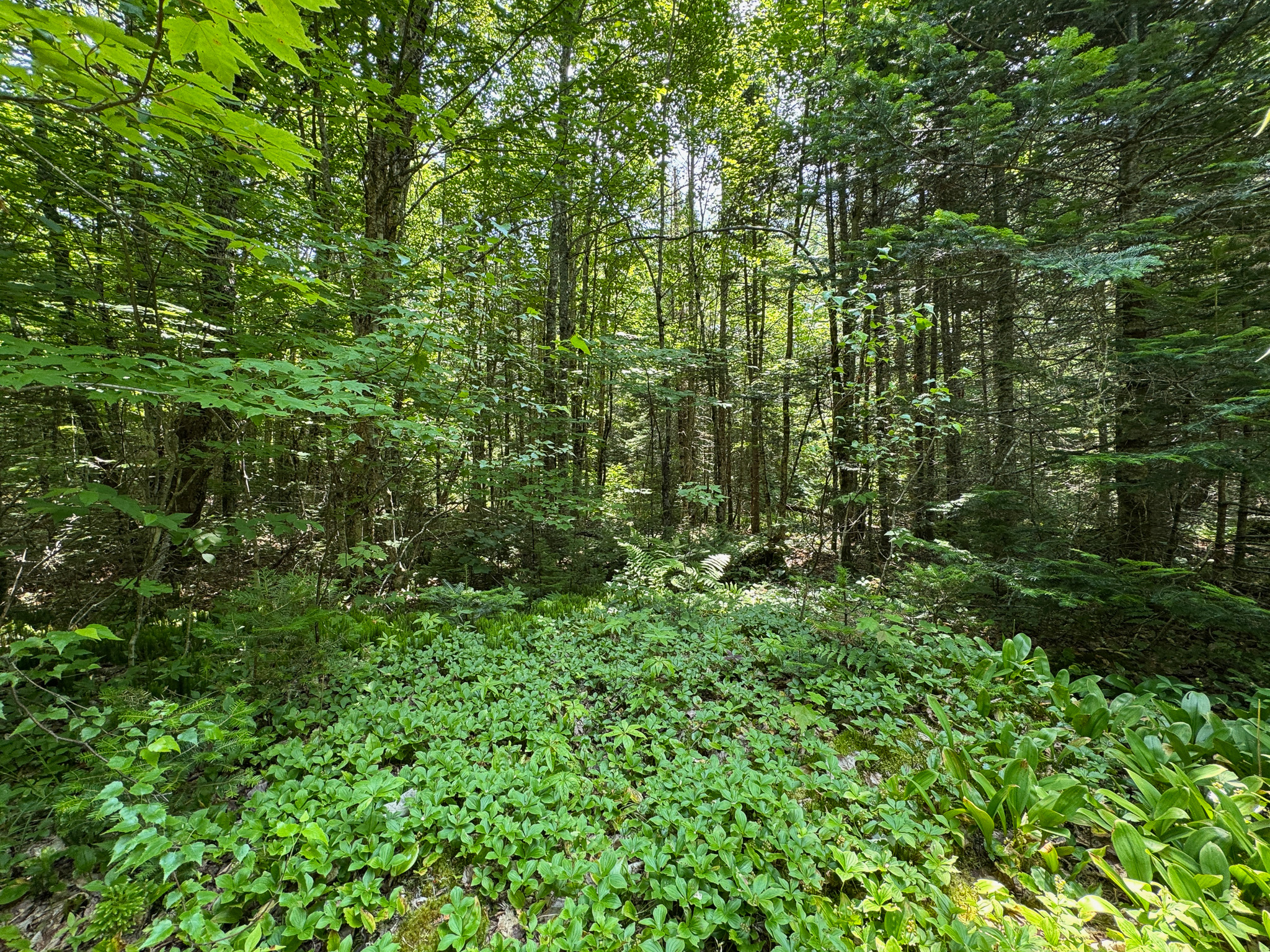 Maine Hunting and Recreational Timberland for Sale | 152± Acres in Carroll Plantation