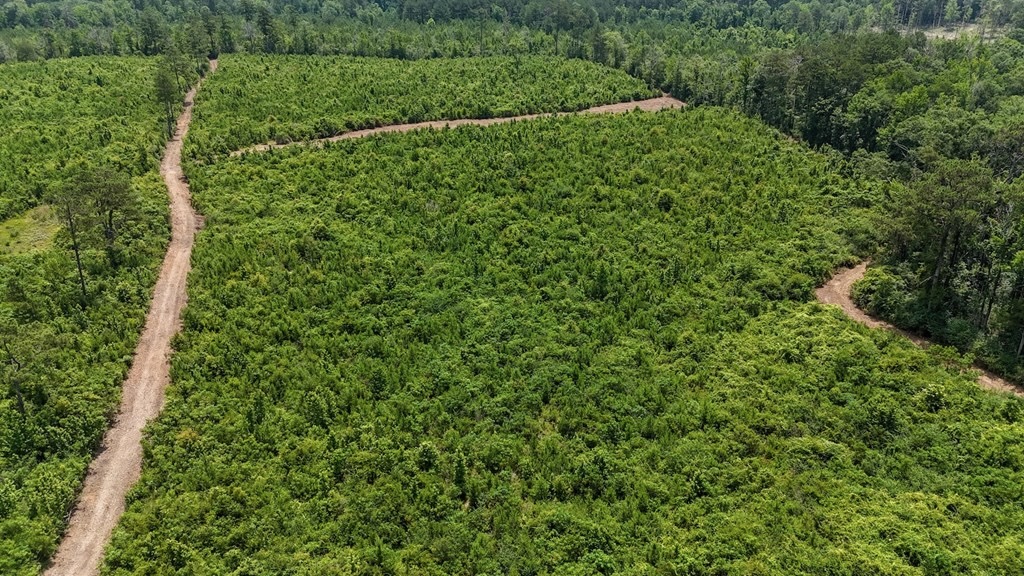 Small Hunting Tract FOR SALE in Amite County, MS