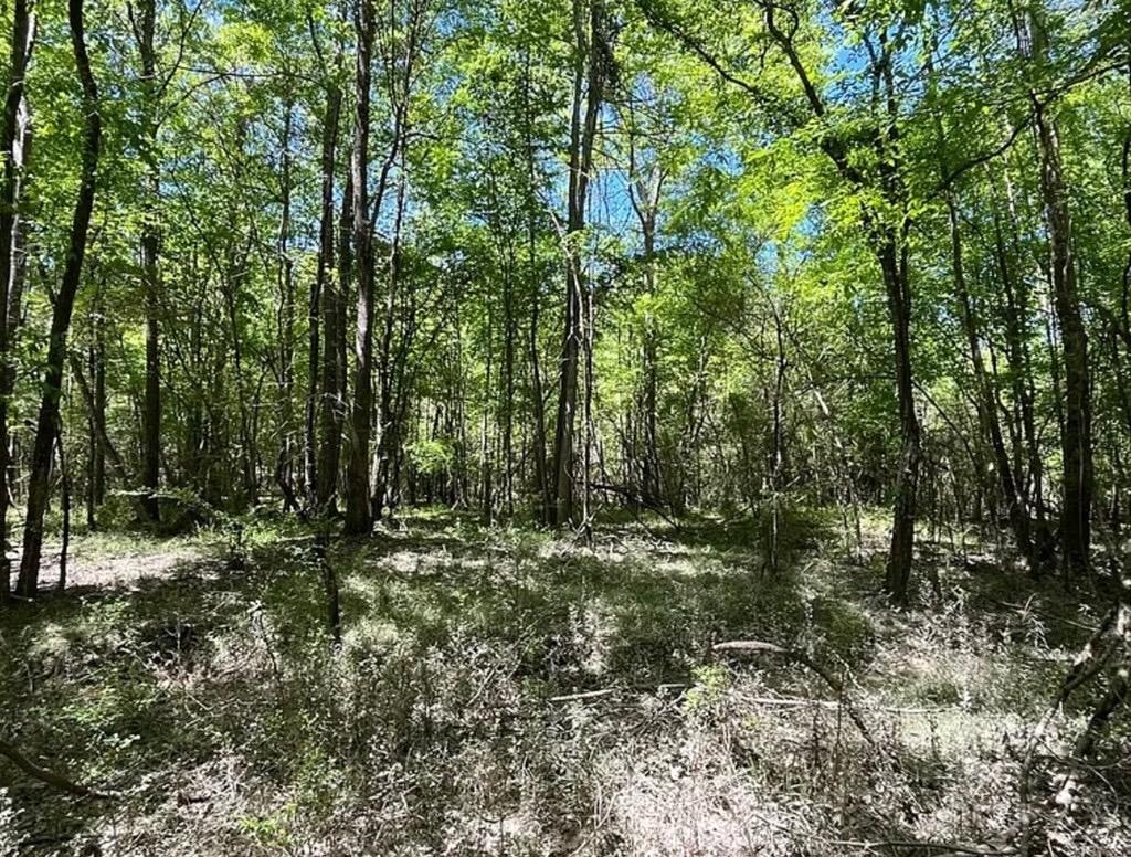 Hunting Land for Sale Near Gloster, Mississippi