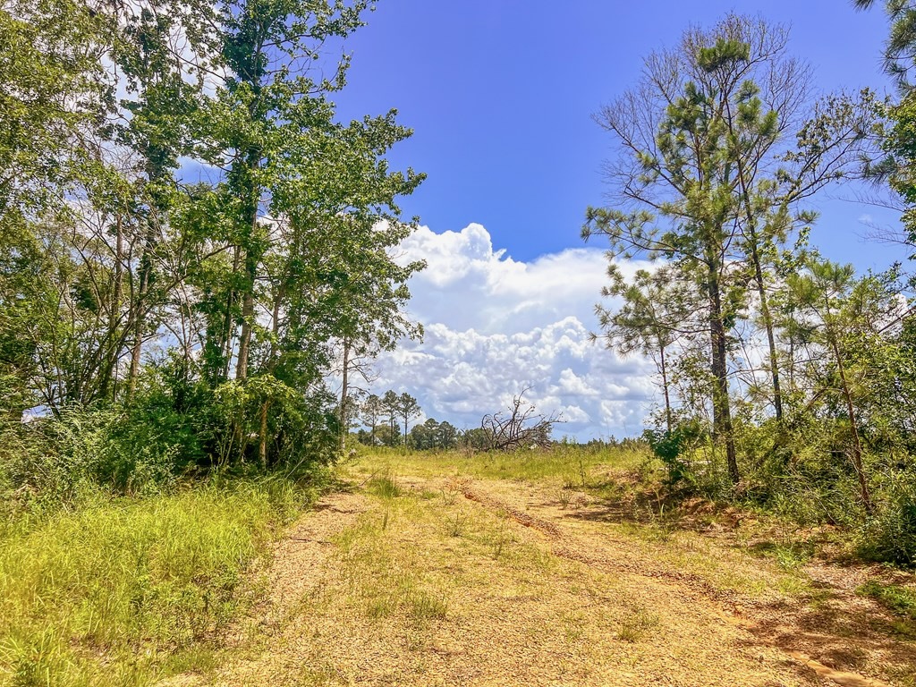 Land for Sale in Amite County, MS