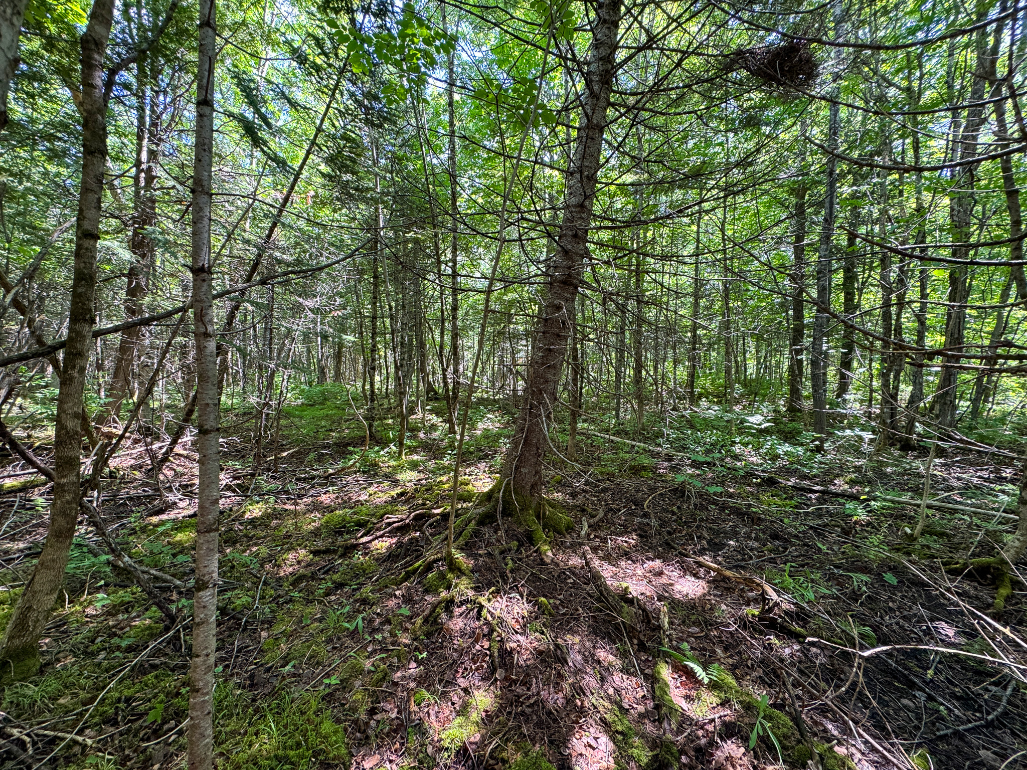 Private Cabin Retreat on 20 Acres with Stream Frontage