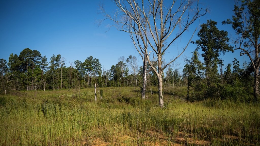 Gloster MS Hunting & Investment Land for Sale – 84 Acres