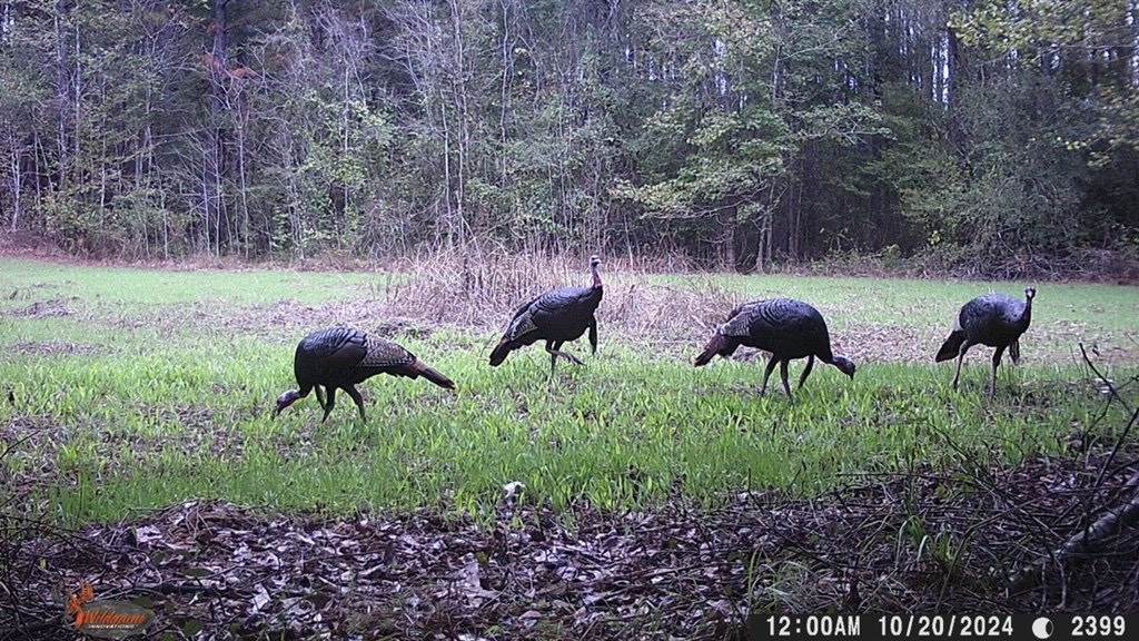 Catahoula 295 Acres – Enterprise, LA Hunting Land