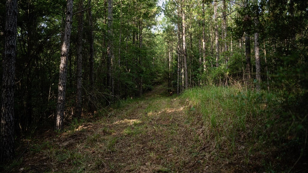 Hunting Land in Woodville, MS – 125 Acres for Sale