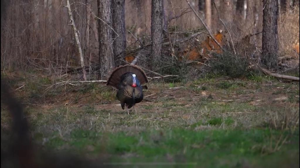 Amite County Hunting Land – The Winding 41
