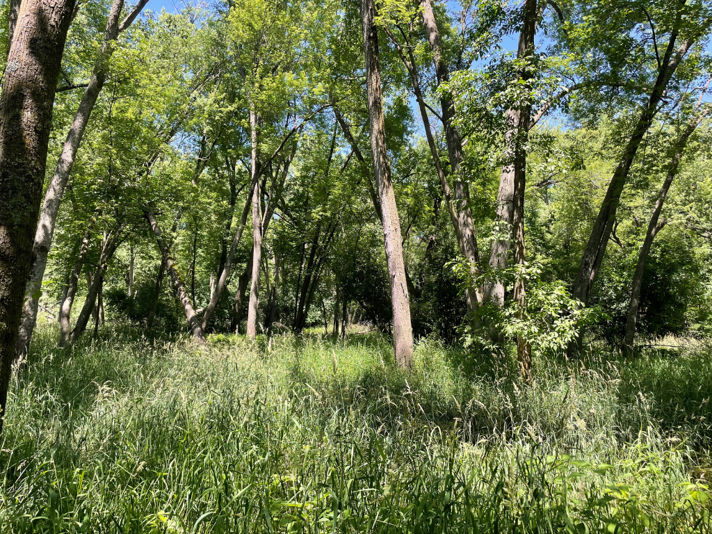 71.8-Acre Heavily Wooded Hunting Parcel with 4,500 Ft of St. Francis River Frontage