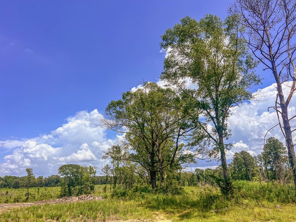 Land for Sale in Amite County, MS