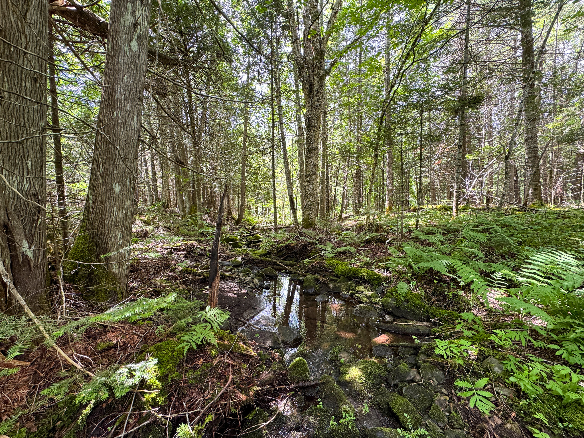 Private Cabin Retreat on 20 Acres with Stream Frontage
