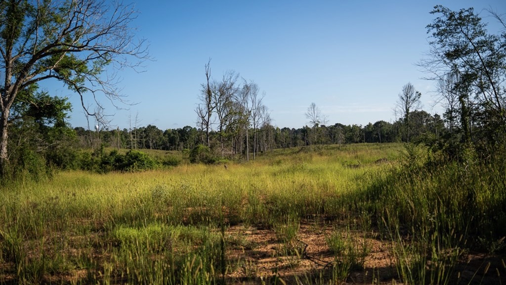 Gloster MS Hunting & Investment Land for Sale – 84 Acres