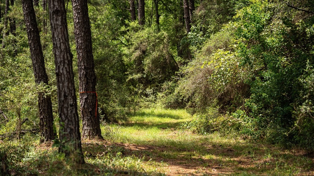 Clear Lake Land in East Feliciana Parish, Louisiana