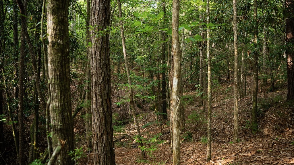 Hunting Land in Woodville, MS – 125 Acres for Sale