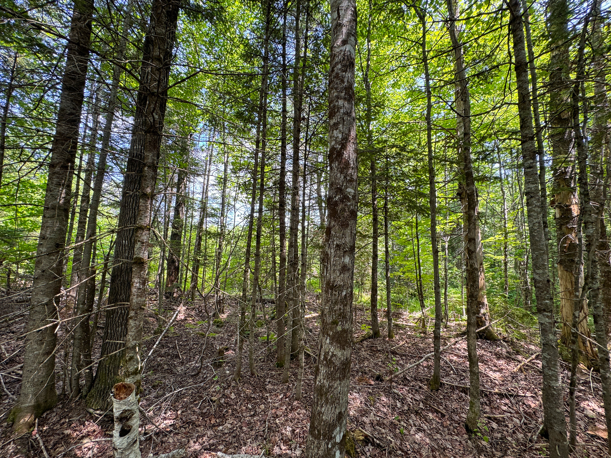 Maine Hunting and Recreational Timberland for Sale | 152± Acres in Carroll Plantation