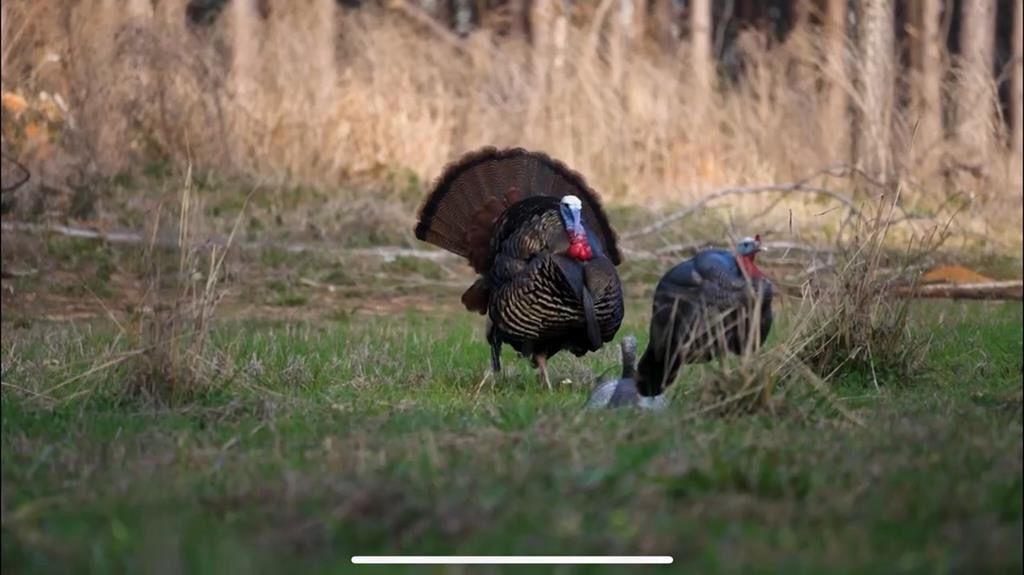 Amite County Hunting Land – The Winding 41