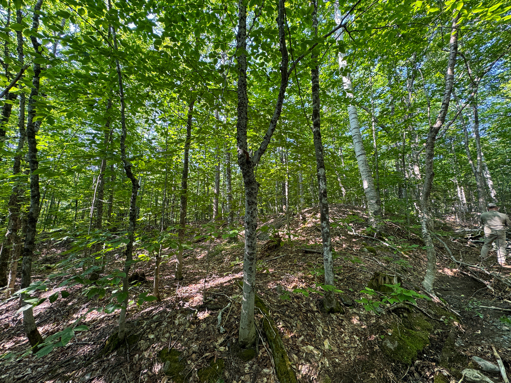 80± Acres of Off-Grid Mountain Land in Mount Chase, Maine