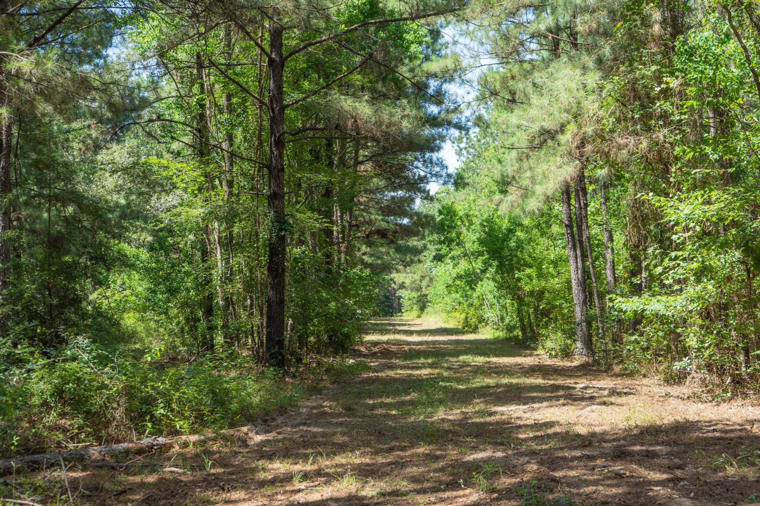 Lapine 216 Multi Use Recreational Timber – Ouachita Parish