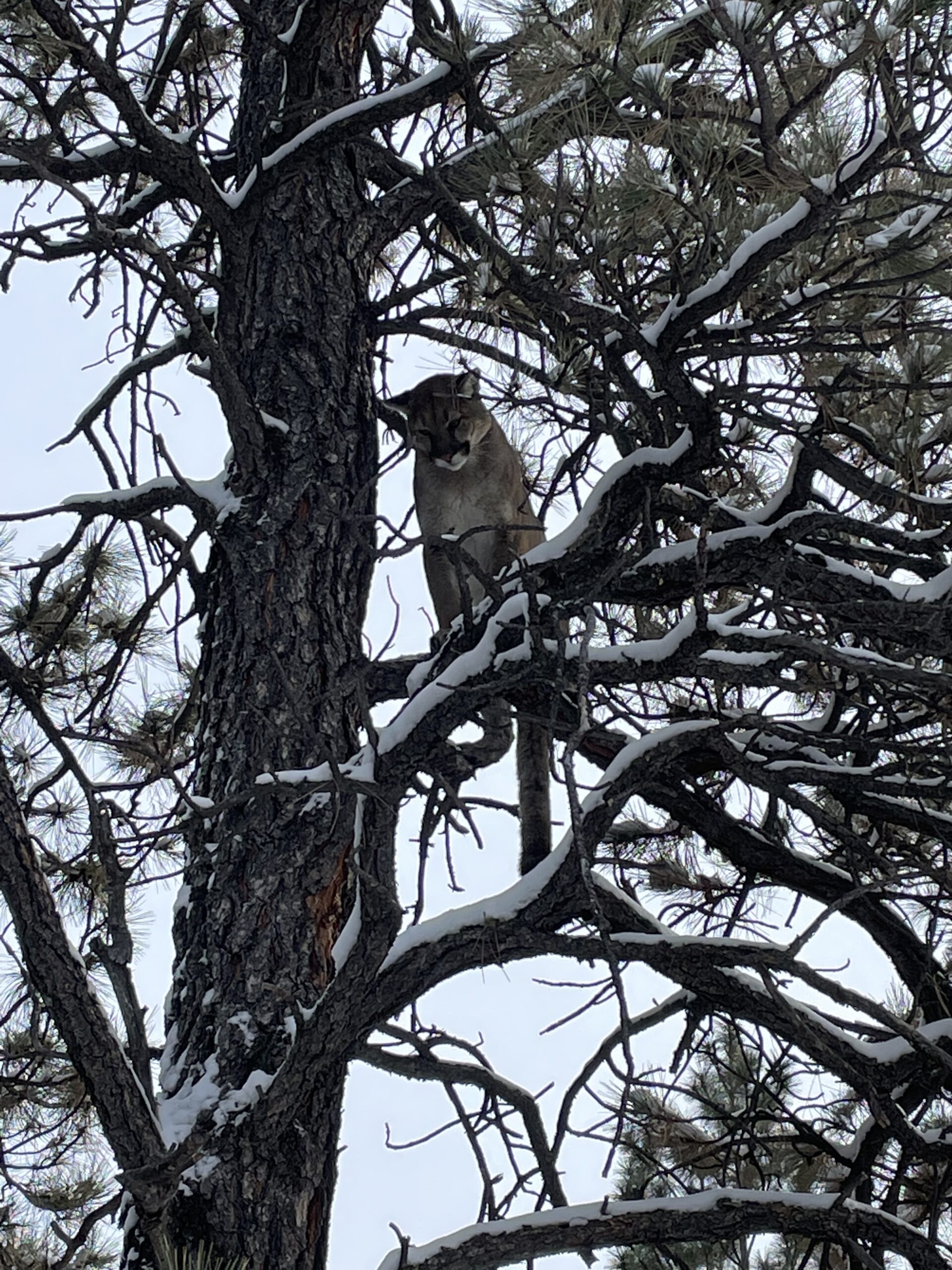 Windancer Ranch | | Custer, Montana