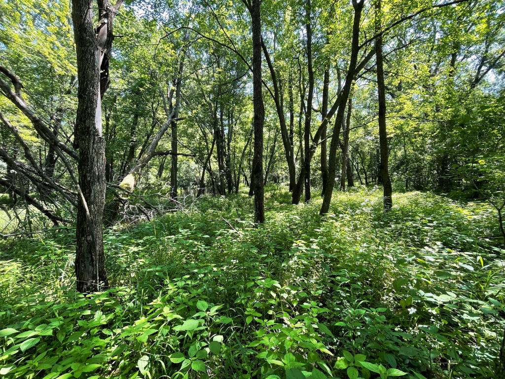 71.8-Acre Heavily Wooded Hunting Parcel with 4,500 Ft of St. Francis River Frontage