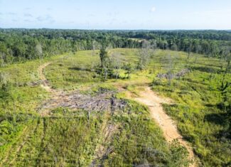 Gloster MS Hunting & Investment Land for Sale – 84 Acres