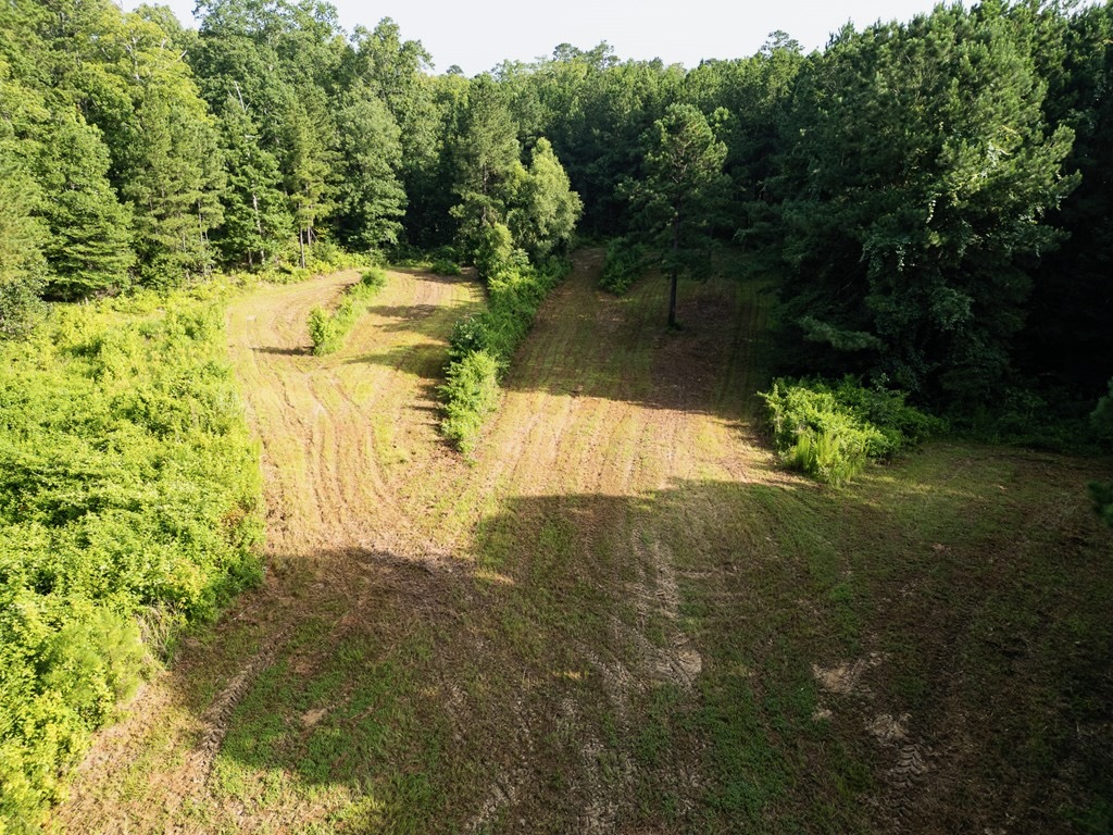 Hunting Land in Woodville, MS – 125 Acres for Sale