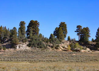 155 Acres of Hunting and Recreation Land in CO