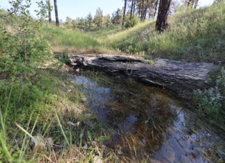 Pine Ridge Sanctuary-Premier Montana Hunting Land near Billings