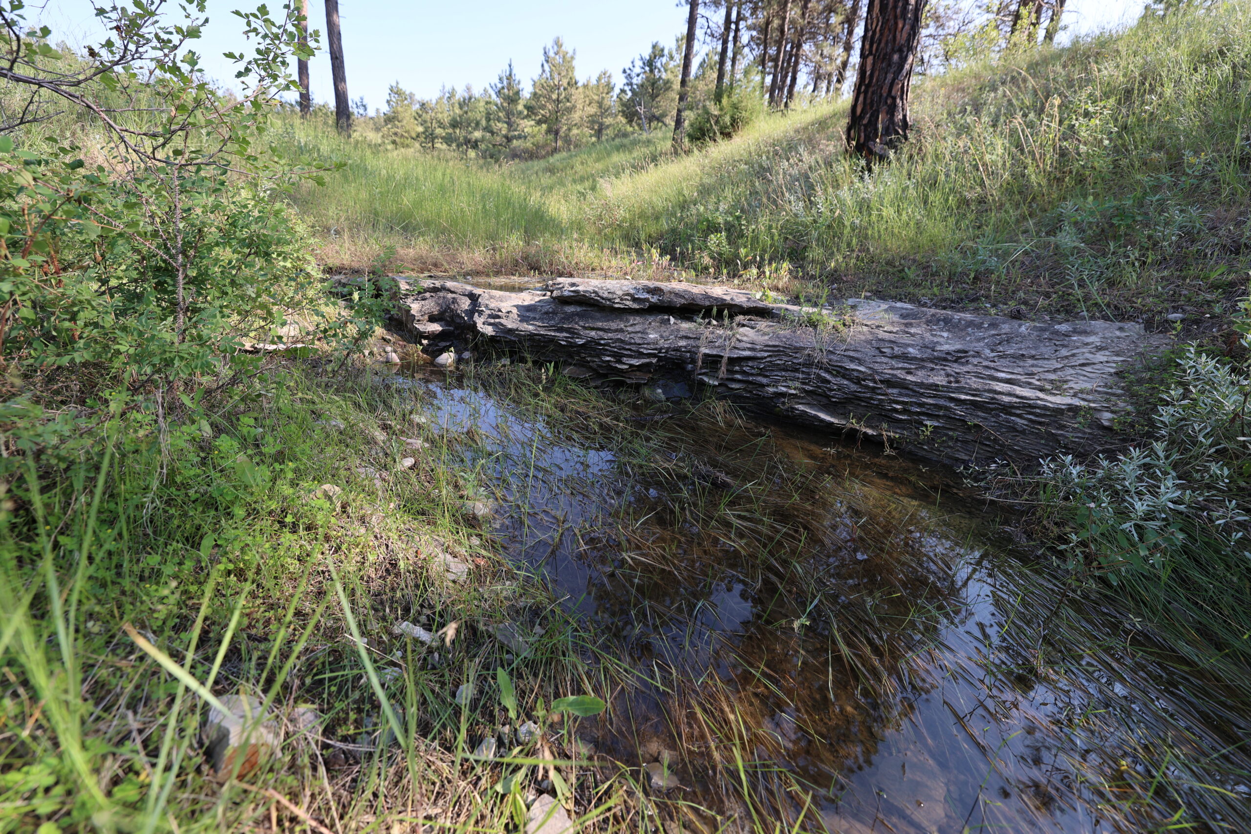 Pine Ridge Sanctuary-Premier Montana Hunting Land near Billings