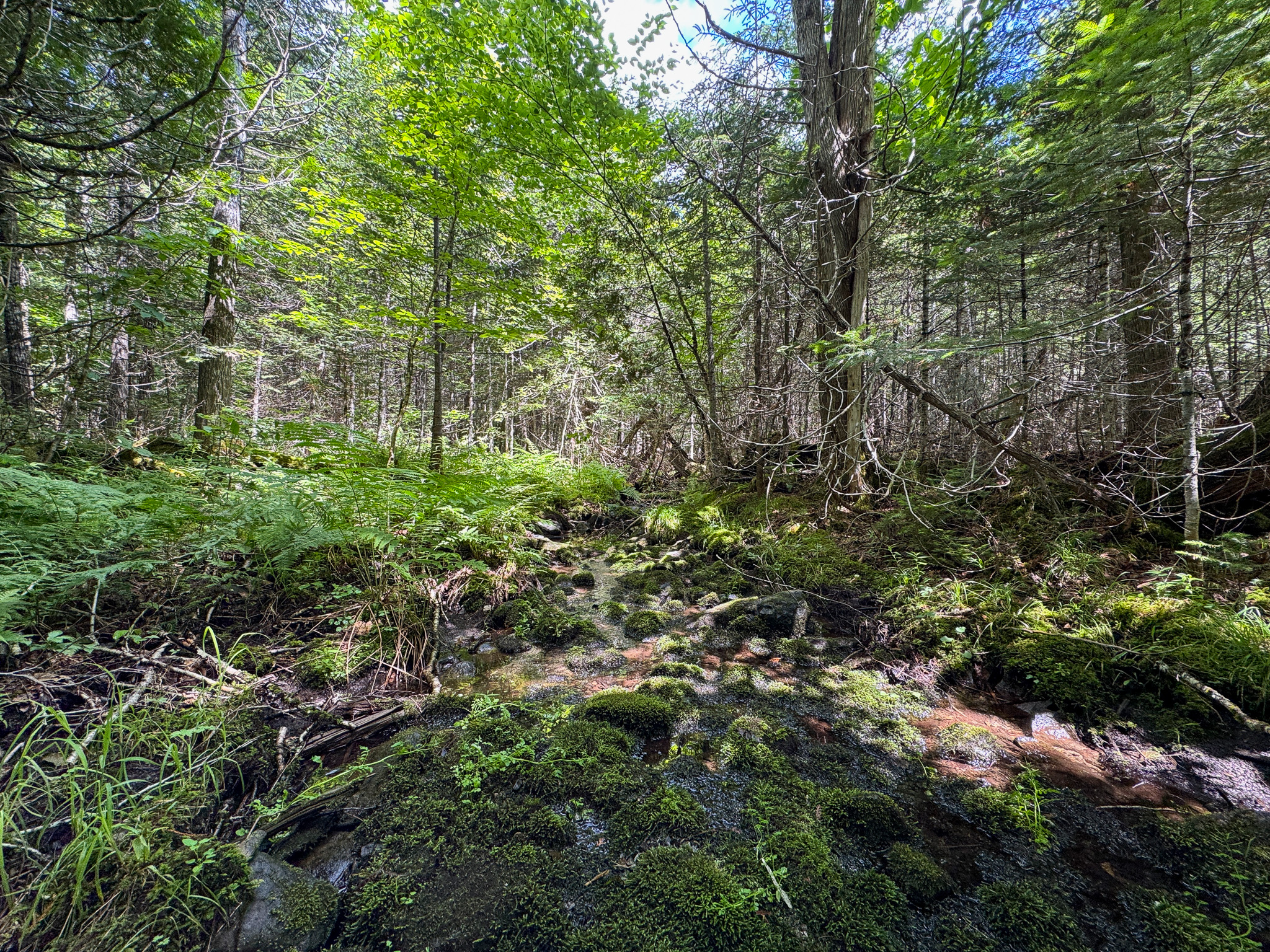 Private Cabin Retreat on 20 Acres with Stream Frontage