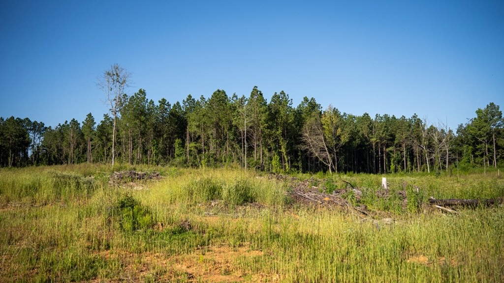 Gloster MS Hunting & Investment Land for Sale – 84 Acres