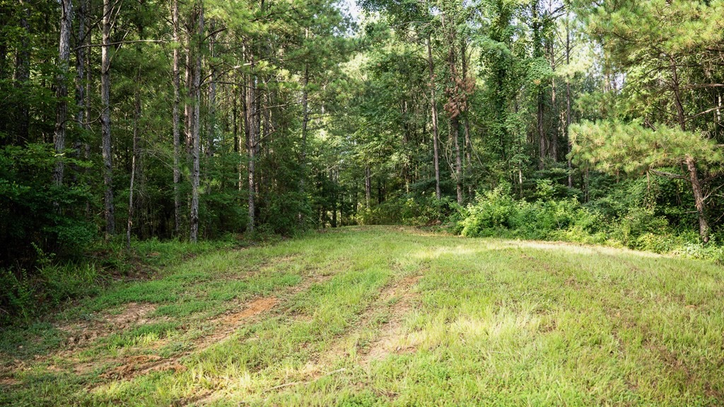 Hunting Land in Woodville, MS – 125 Acres for Sale
