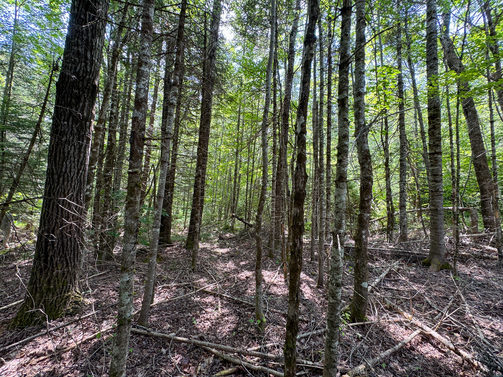 Maine Hunting and Recreational Timberland for Sale | 152± Acres in Carroll Plantation