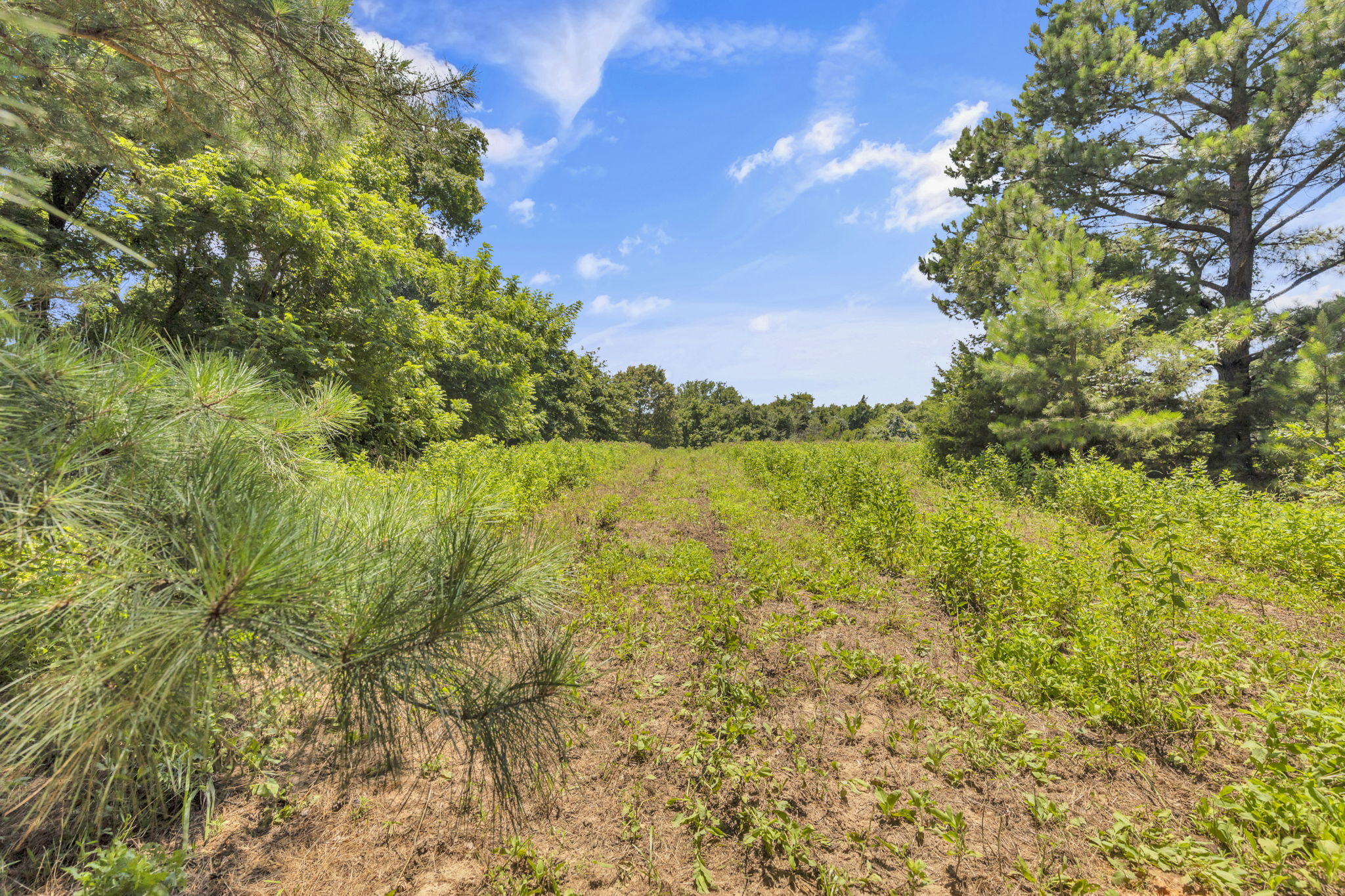 Texas Recreational Hunting Ranch for Sale East of Dallas